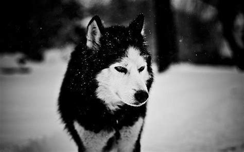 Black and White Wolf Wallpapers - Top Free Black and White Wolf ...