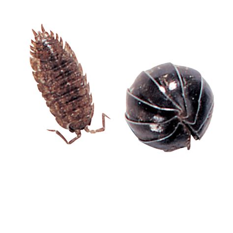 Pill Bugs, Armadillidium, Living, Pack 12 | Carolina Biological Supply