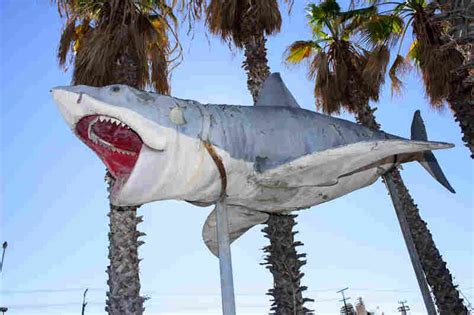 From Junkyard To Museum: The Journey Of A 'Jaws' Shark : NPR