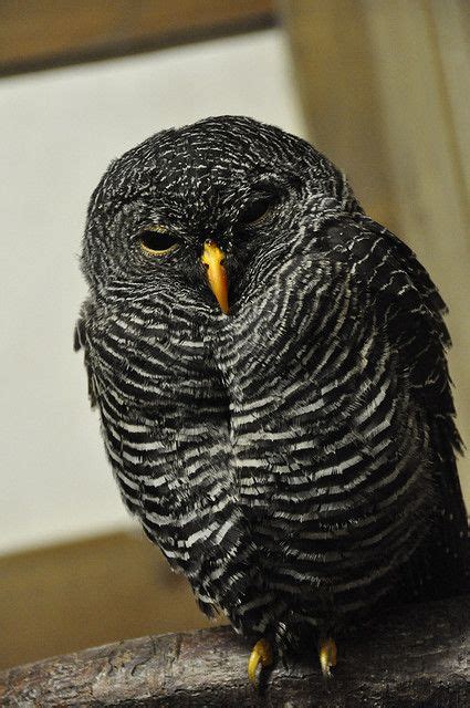 Black Banded Owl - Strix huhula - クロオビヒナフクロウ - 富士花鳥園 Fuji-Kachoen Japan by 小川 Ogawasan, via ...