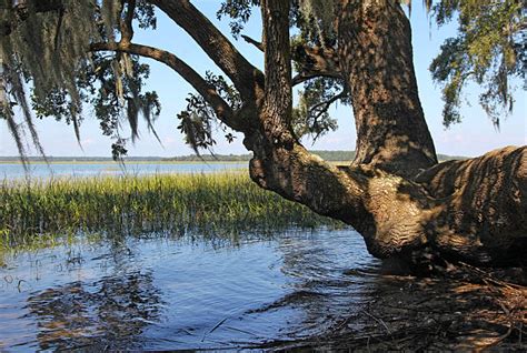 Top 60 South Carolina Marsh Stock Photos, Pictures, and Images - iStock