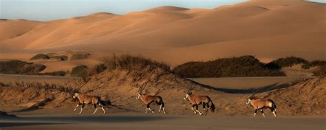 Sandwich Harbour 4x4 - Namib Desert excursions from Walvis Bay