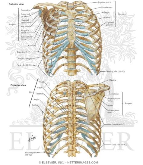 Bony Thorax Labeled