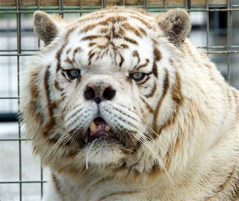 White Tiger born with complications due to in-breeding. I think he's adorable | Unusual animals ...