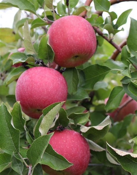 Fuji Apple – Gingerich Tree Farm