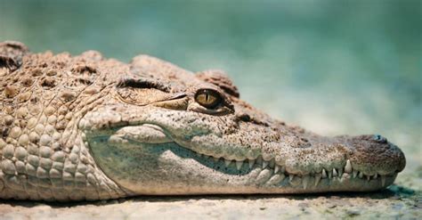 Crocodile Eyes: What Makes them so Unique? - IMP WORLD