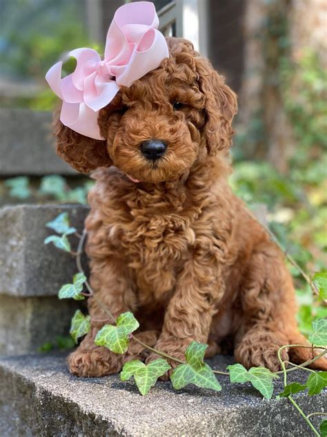 Buckeye Doodles and Poodles - Goldendoodles, Bernedoodles