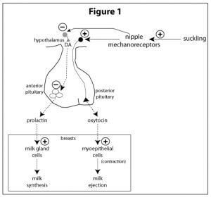 Prolactin (Lactogenic Hormone) - Antranik.org