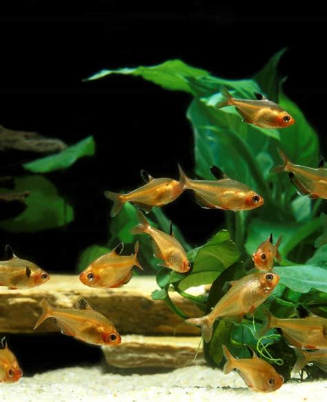 Serpae Tetra Care Guide: Water Quality, Feeding, and Tank Mates