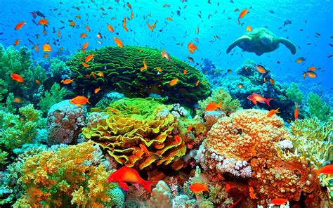 Facts about the Coral Reef Biome