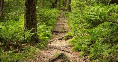 Summit Mt. Wachusett via the West Side Trail, Westminster, Massachusetts