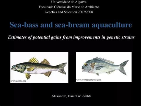 PPT - Sea-bass and sea-bream aquaculture Estimates of potential gains from improvements in ...