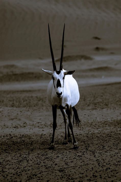 Al Maha - One of many Arabian oryx (a species once thought to be extinct)… | Arabian oryx ...