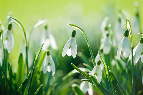 Snowdrops Nature Flowers Spring Wallpaper [4288x2848]