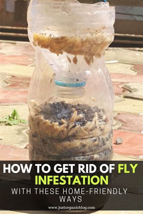 How to Get Rid of Fly Infestation With These Home-Friendly Ways | Get rid of flies, Fly ...