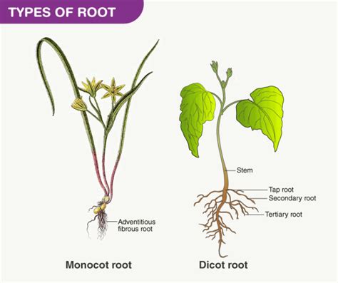 Root System - Roots, Types of Roots and Functions of Roots