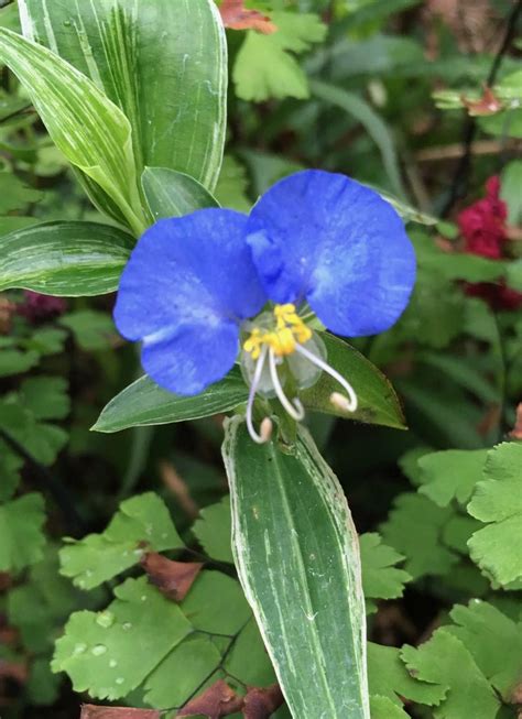 Dayflower (Commelina communis) | Fungi, Plants