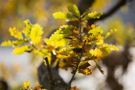 Autumn Leaf Free Stock Photo - Public Domain Pictures