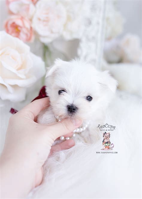 Teacup Maltese Breeders Florida | Teacup Puppies & Boutique