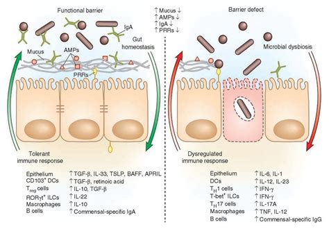 Regulation of Immunity & the Microbiome | Immunopaedia