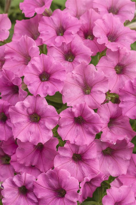 Supertunia® Hot Pink Charm - Petunia hybrid | Proven Winners