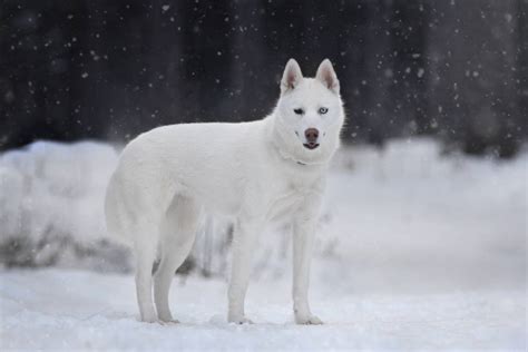 White Siberian Husky