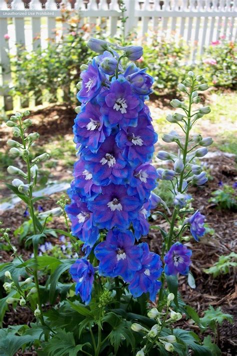 PlantFiles Pictures: Delphinium, Candle Delphinium, Larkspur 'Blue Bird ...