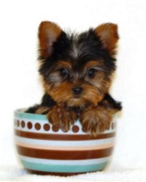 Boy Teacup Yorkie Names