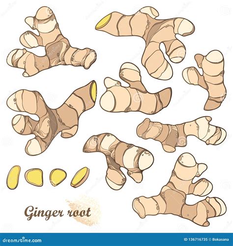 Vector Set of Outline Ginger Root with Slice in Pastel Beige Isolated on White Background. Spicy ...