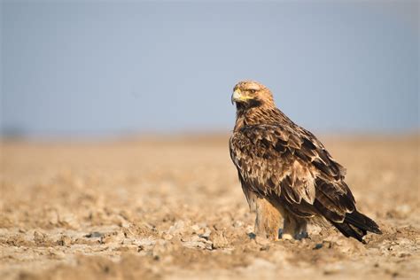 Eastern imperial eagle - Wikipedia