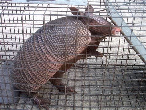 What is the Best Bait to Trap an Armadillo?