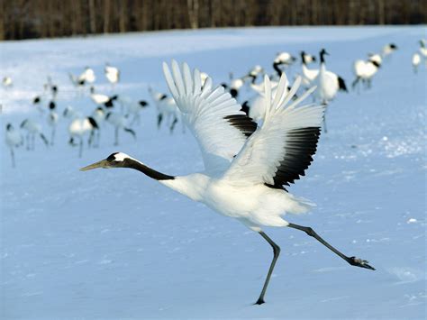 Cranes Birds wallpaper | 1600x1200 | #12348