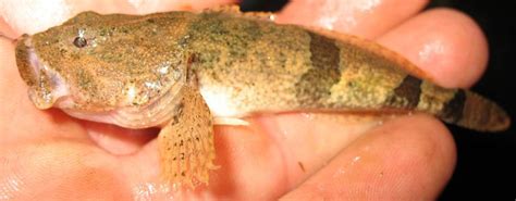 Banded Sculpin Cottus carolinae