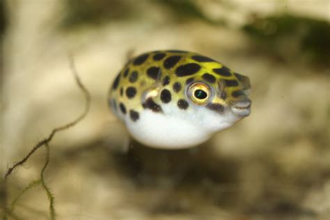 Green Spotted Puffer Fish Care, Feeding and Tank Setup - PetHelpful