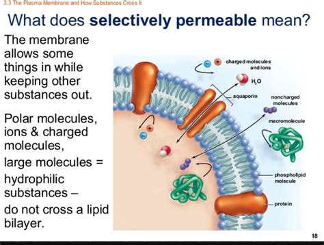 😊 Plasma membranes are selectively permeable this means that. Selective ...