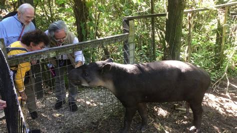 Tapir at zoo in Belize 1 of 2 - YouTube