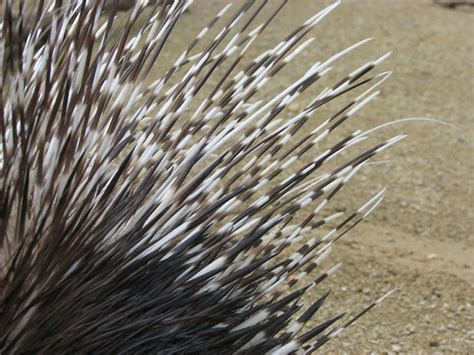 Quills | African crested porcupine quills. Sharp and strong … | Flickr