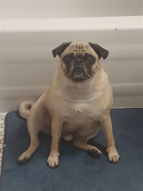 Classic sitting pose. : r/pug