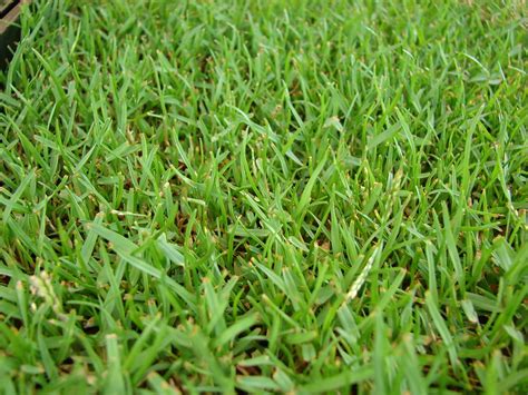 Top 5 Benefits Of Choosing Zoysia Grass In Texas For Your Lawn