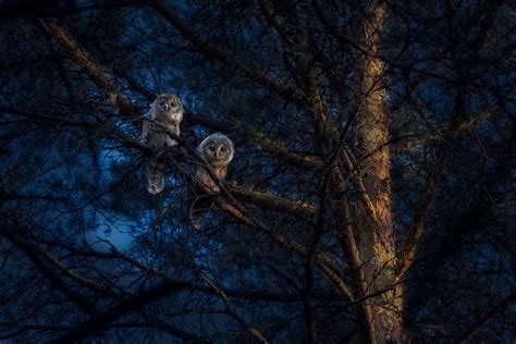 Owls Forest Night - Free photo on Pixabay - Pixabay