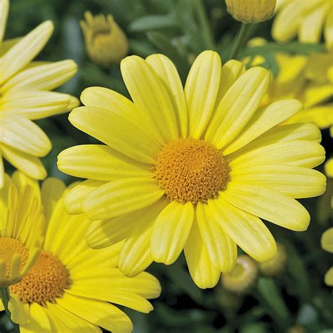 Argyranthemum - Beauty Yellow - Malmborgs