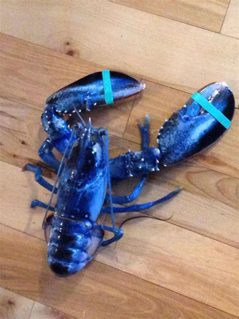 Blue Lobster Caught Off Maine Coast Gets New Home - NBC News