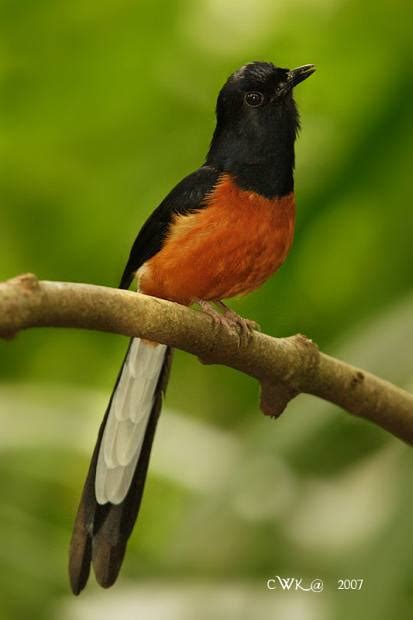 Gambar Burung Murai Batu | GAMBAR BURUNG HIAS,PIARAAN,KICAU