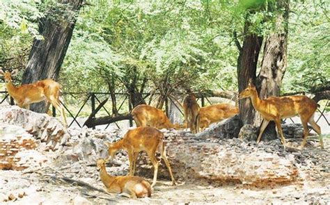 Delhi zoo animals will now get fresh salad - Mail Today News