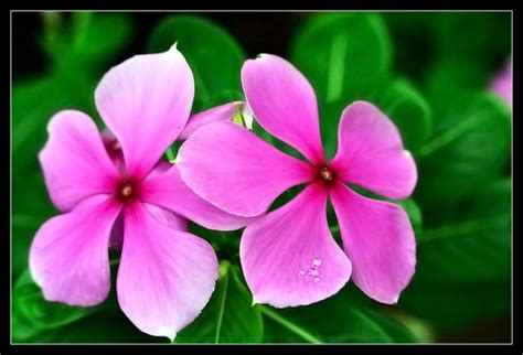 Sadabahar Plant | Periwinkle | Vinca Rosea | Trustherb