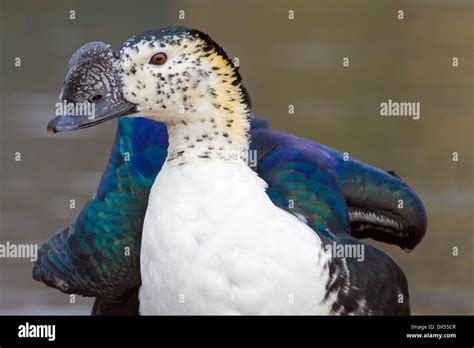 Male South American Comb Duck Stock Photo - Alamy