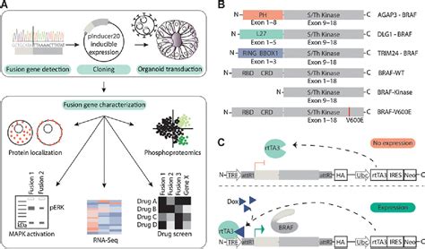 Figure 1 from Diverse BRAF Gene Fusions Confer Resistance to EGFR-Targeted Therapy via ...