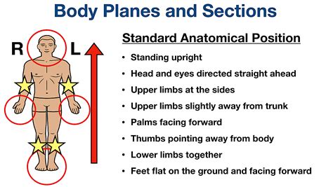 Body Planes and Sections: Anatomical Position, Directional Term ...