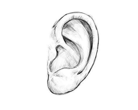 Learn to draw a human ear in 6 easy steps ( with pictures ...