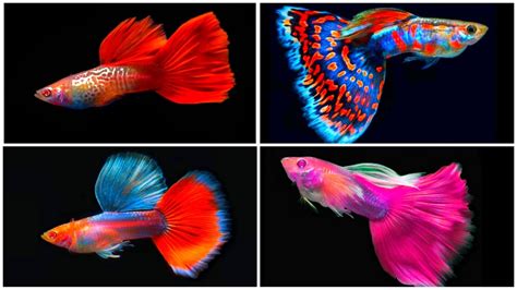 Top 10 Most EXPENSIVE Guppy Ever 🤑🤑|Part-5|Beautiful Guppy Everyday ...